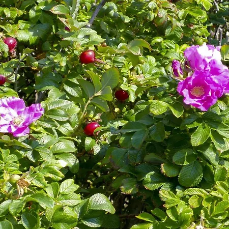 דירה Feskerhues, Bounty *